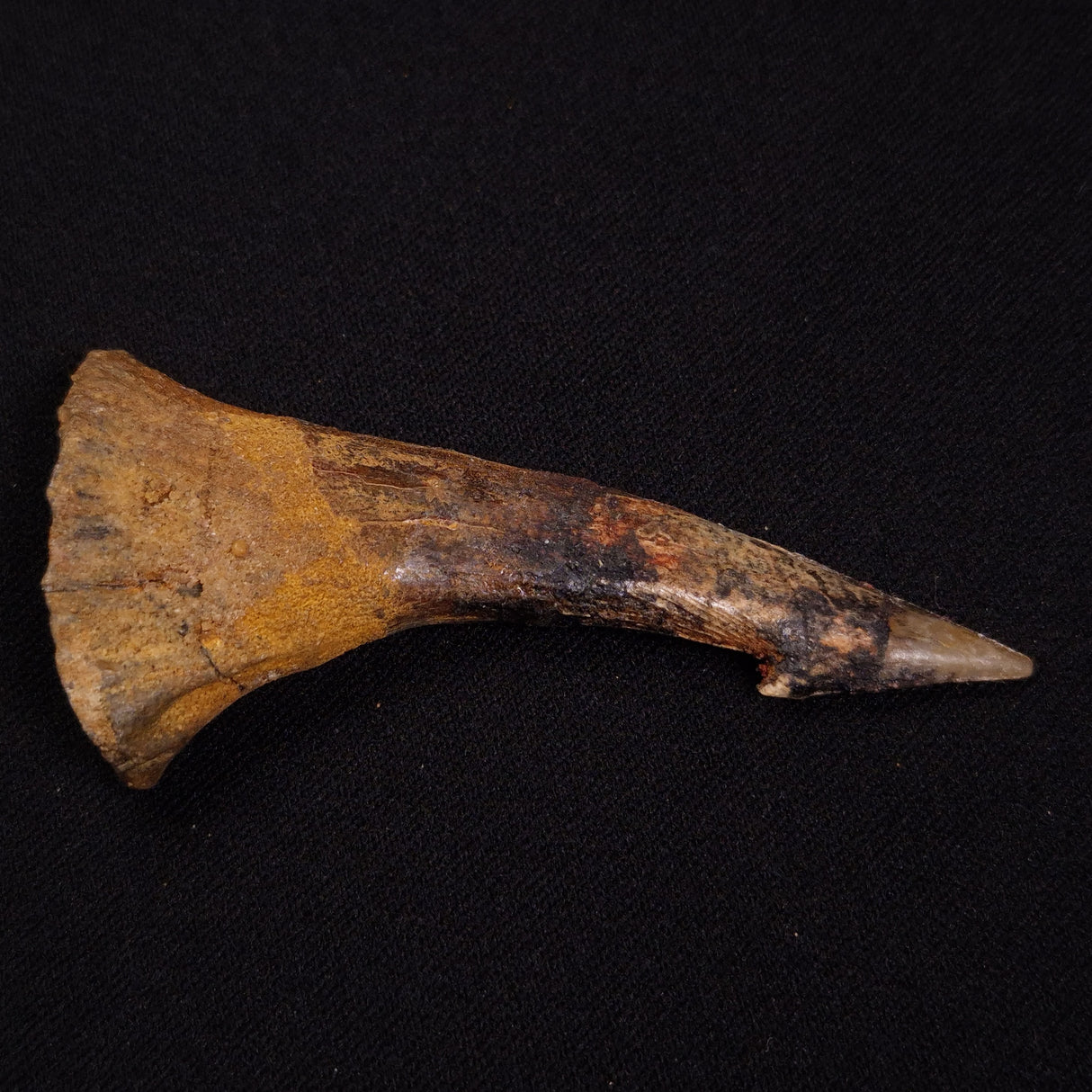 SAWFISH ROSTRAL BARB FOSSIL, Late Cretaceous, Morocco XSF022
