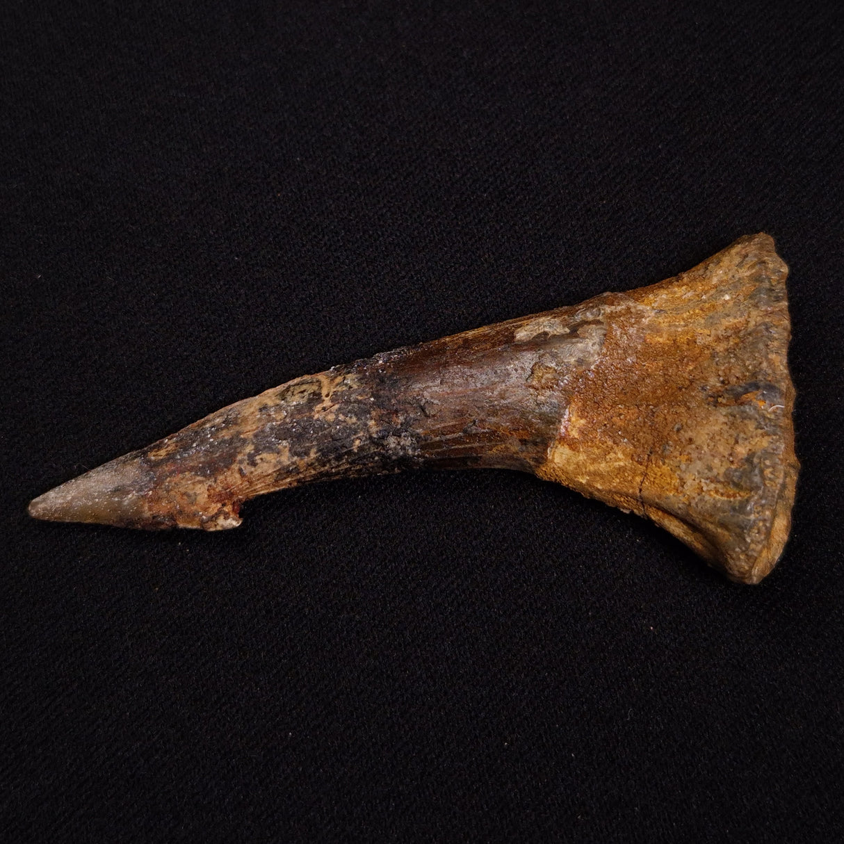 SAWFISH ROSTRAL BARB FOSSIL, Late Cretaceous, Morocco XSF022