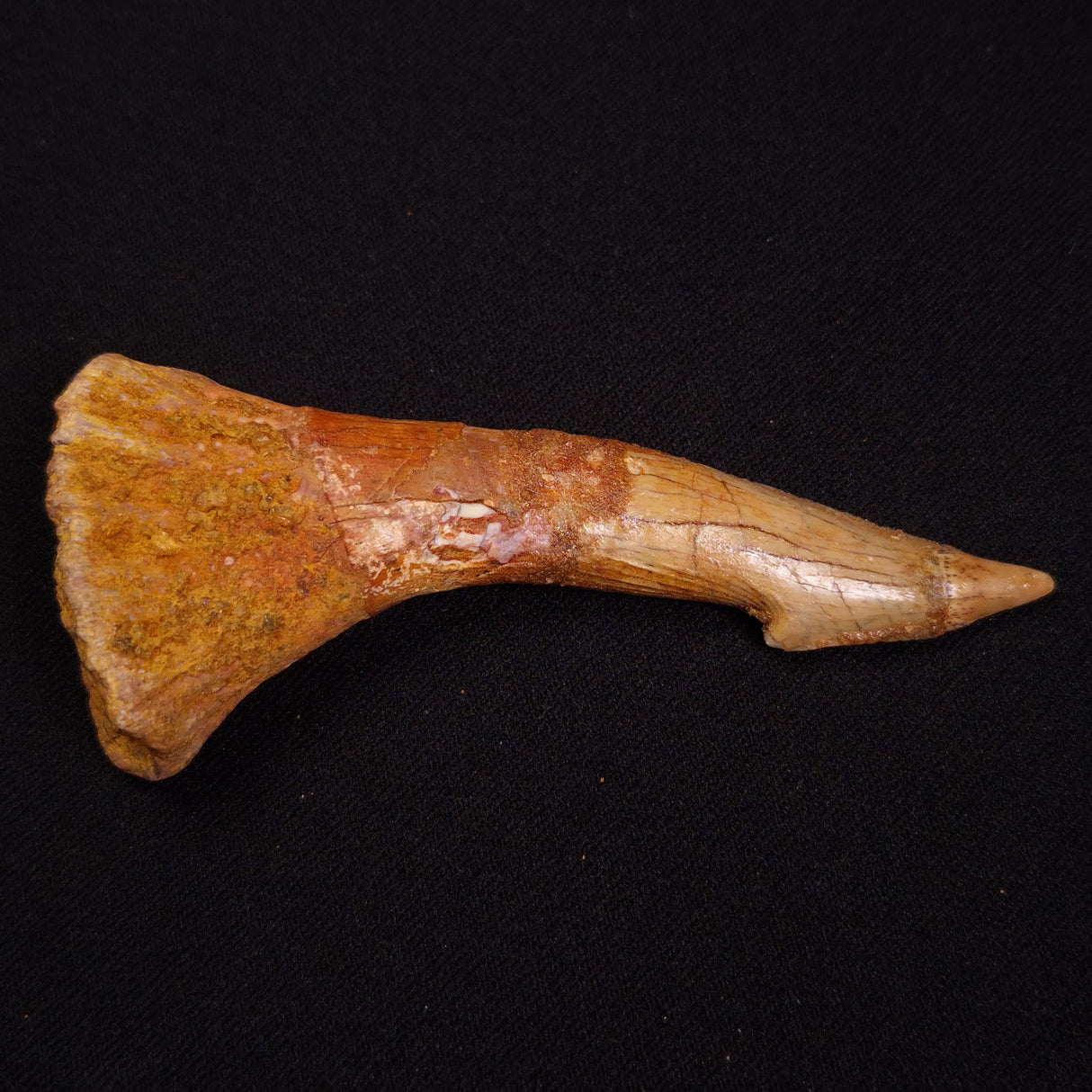 SAWFISH ROSTRAL BARB FOSSIL, Late Cretaceous, Morocco XSF023