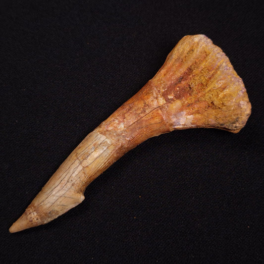SAWFISH ROSTRAL BARB FOSSIL, Late Cretaceous, Morocco XSF023