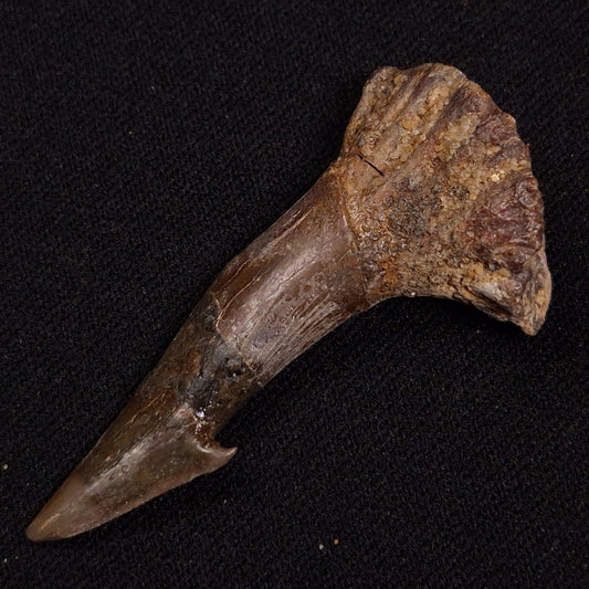 SAWFISH ROSTRAL BARB FOSSIL, Late Cretaceous, Morocco XSF024