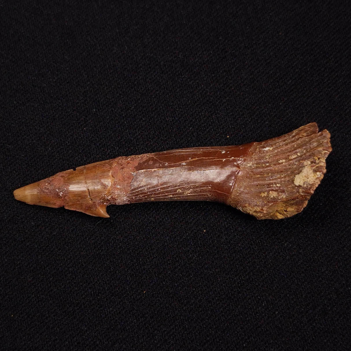 SAWFISH ROSTRAL BARB FOSSIL, Late Cretaceous, Morocco XSF025