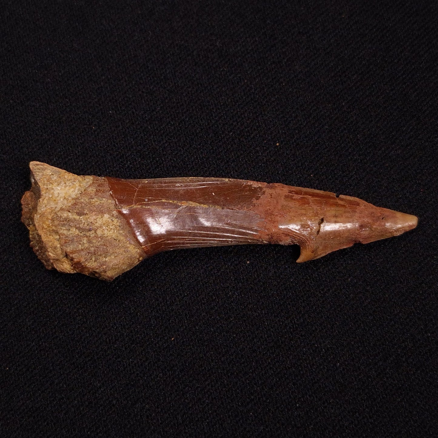 SAWFISH ROSTRAL BARB FOSSIL, Late Cretaceous, Morocco XSF025