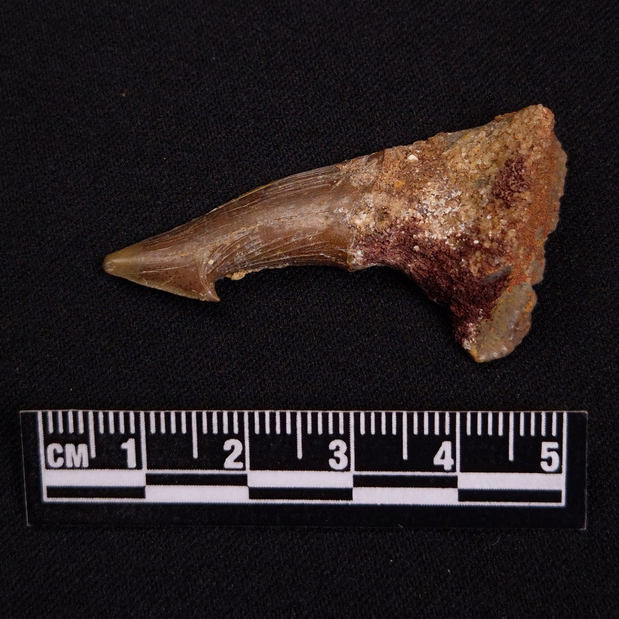 SAWFISH ROSTRAL BARB FOSSIL, Late Cretaceous, Morocco XSF026
