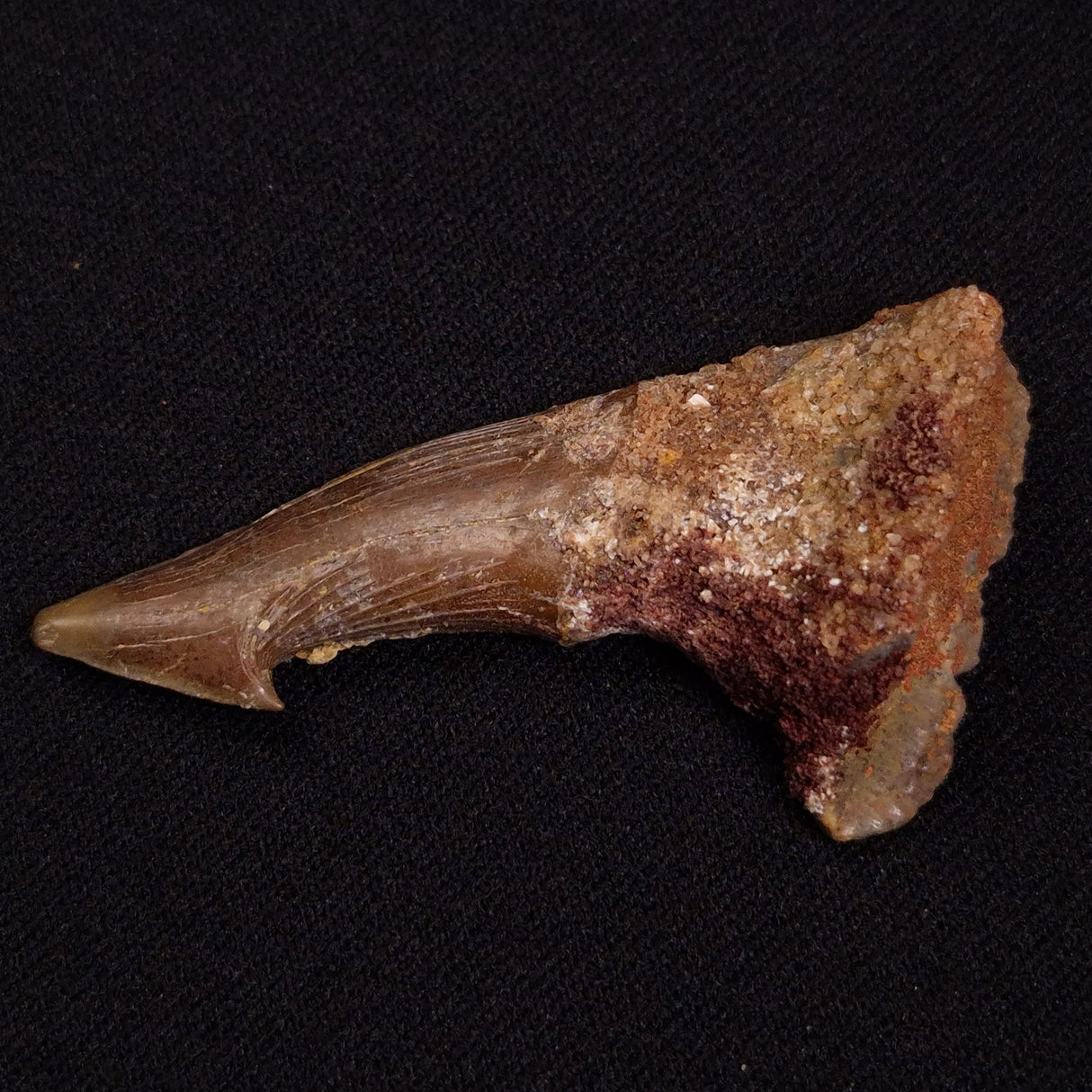SAWFISH ROSTRAL BARB FOSSIL, Late Cretaceous, Morocco XSF026