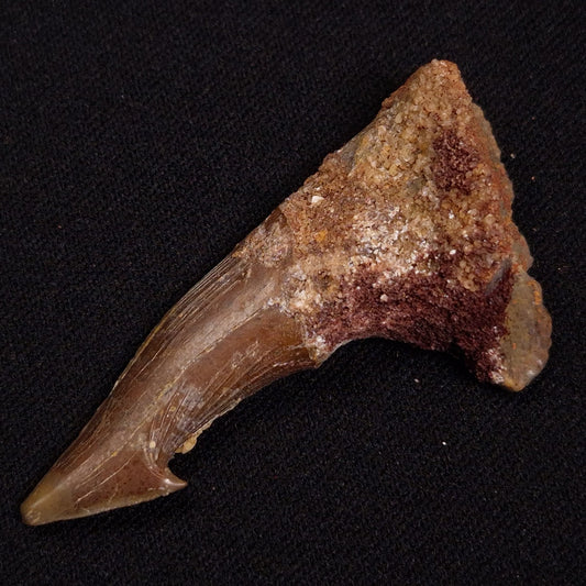 SAWFISH ROSTRAL BARB FOSSIL, Late Cretaceous, Morocco XSF026