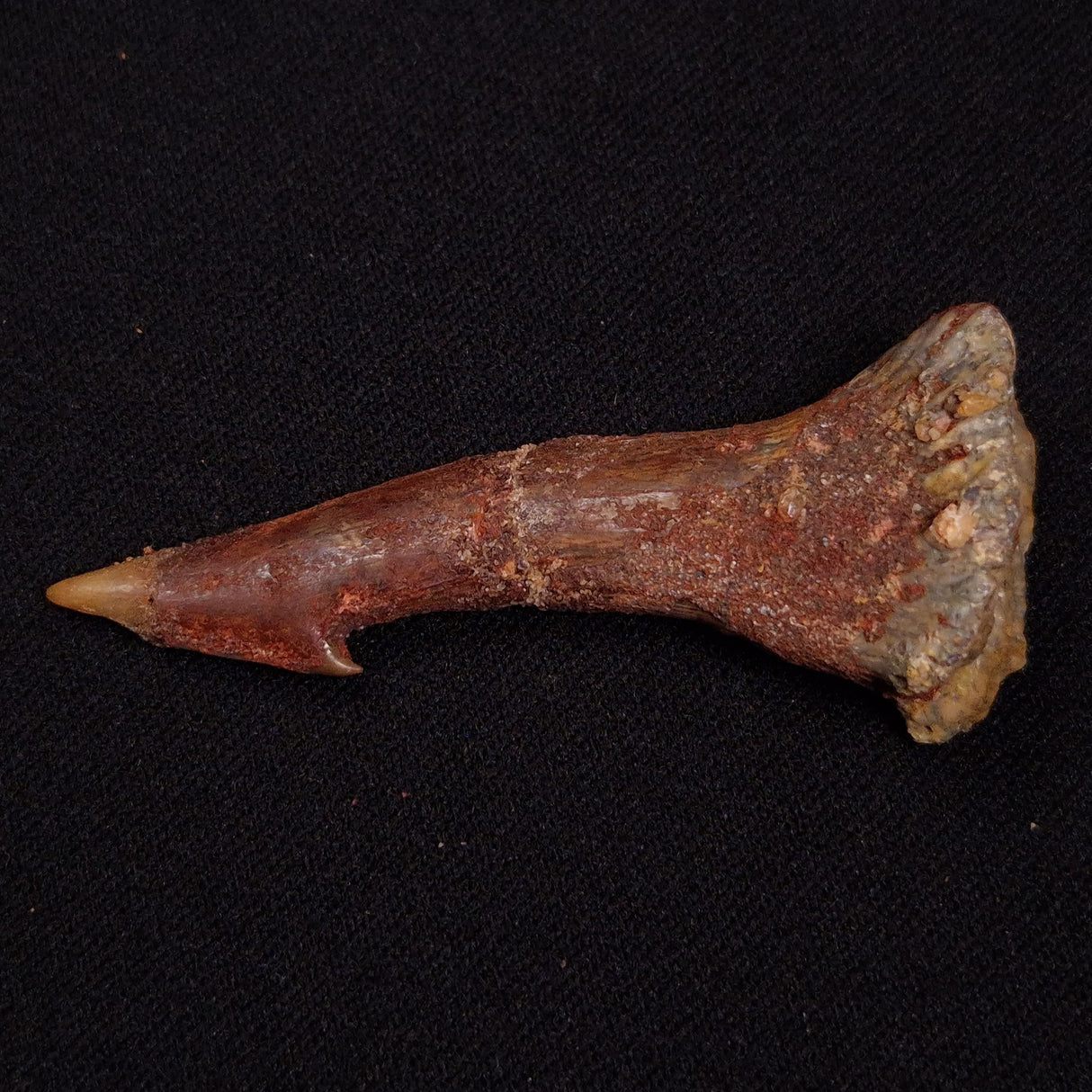 SAWFISH ROSTRAL BARB FOSSIL, Late Cretaceous, Morocco XSF027