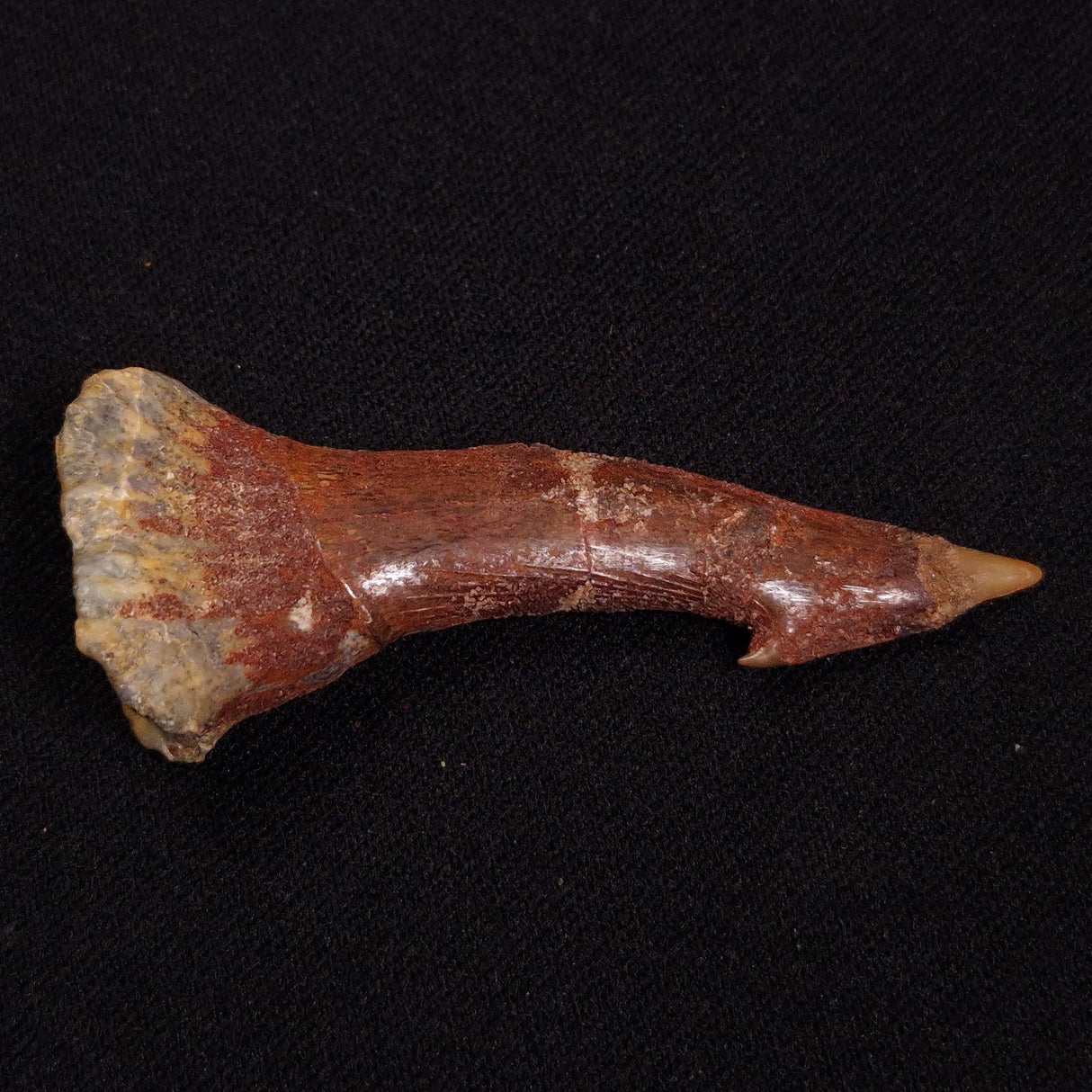 SAWFISH ROSTRAL BARB FOSSIL, Late Cretaceous, Morocco XSF027