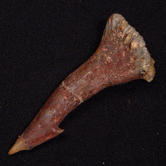 SAWFISH ROSTRAL BARB FOSSIL, Late Cretaceous, Morocco XSF027