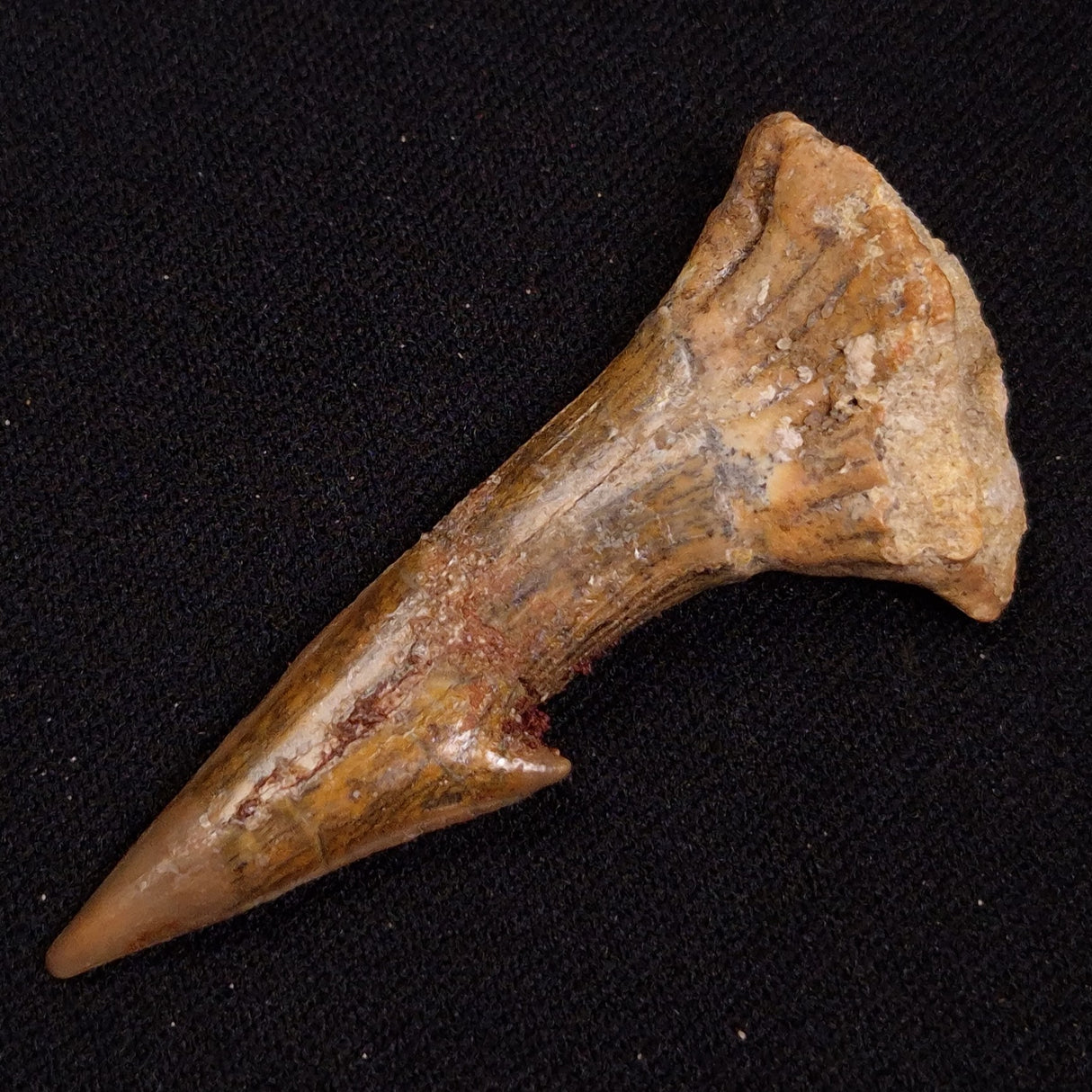 SAWFISH ROSTRAL BARB FOSSIL, Late Cretaceous, Morocco XSF028