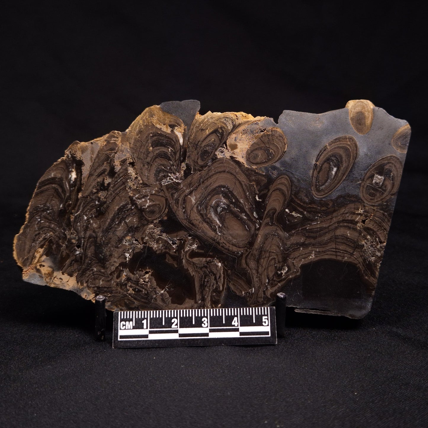 HORSE TOOTH STROMATOLITE, Devonian, Scotland ZHT001