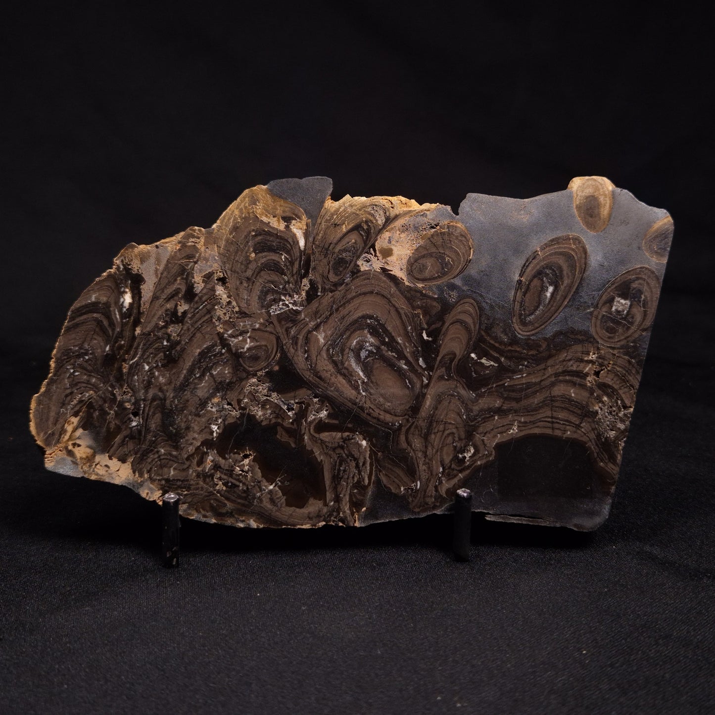 HORSE TOOTH STROMATOLITE, Devonian, Scotland ZHT001