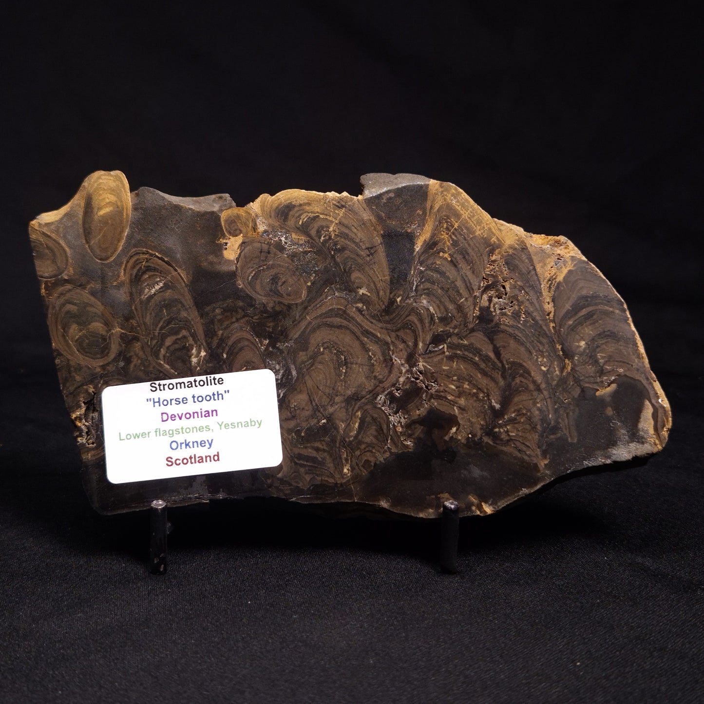 HORSE TOOTH STROMATOLITE, Devonian, Scotland ZHT001