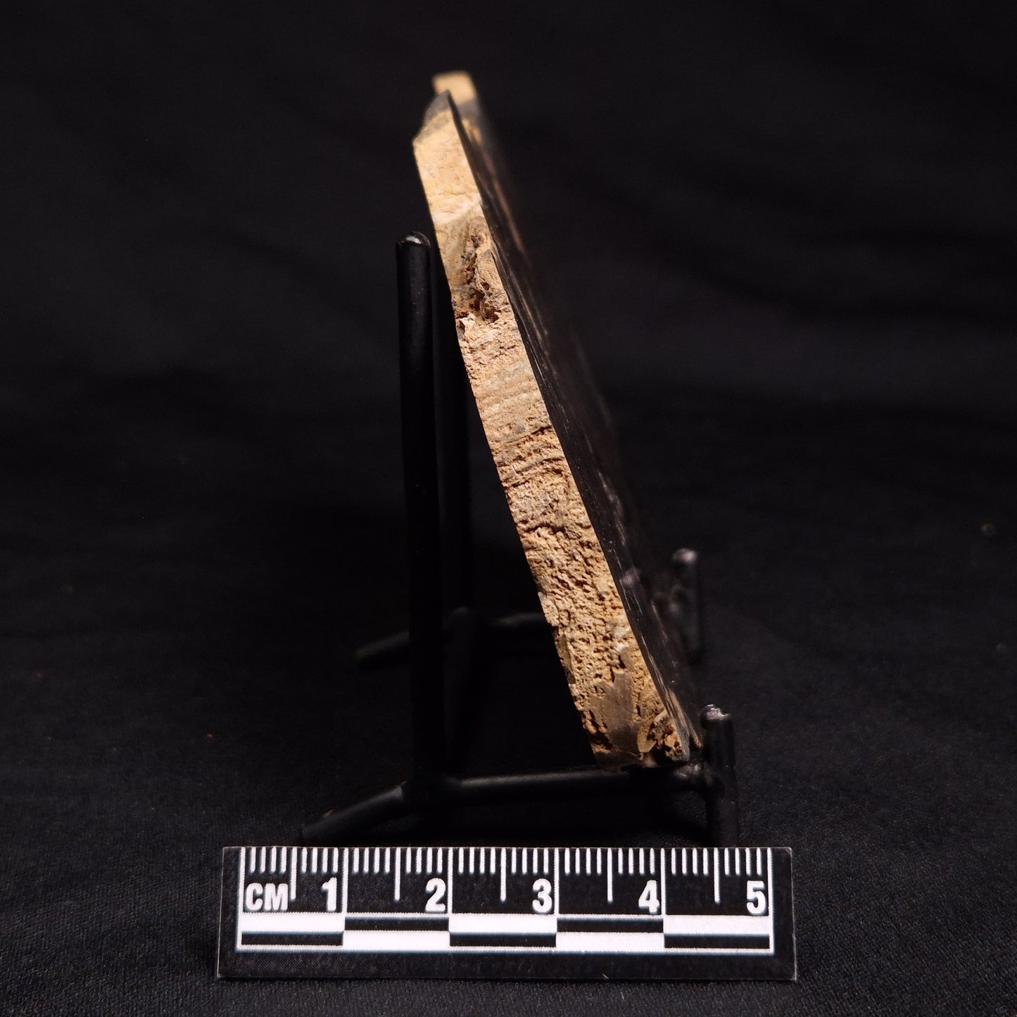 HORSE TOOTH STROMATOLITE, Devonian, Scotland ZHT001