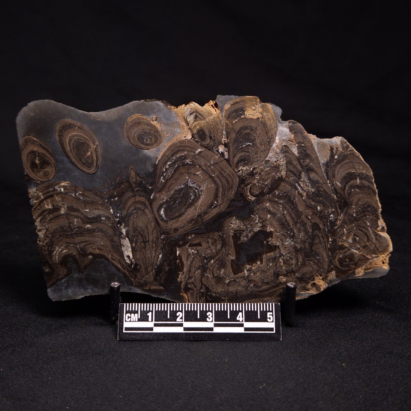 HORSE TOOTH STROMATOLITE, Devonian, Scotland ZHT002