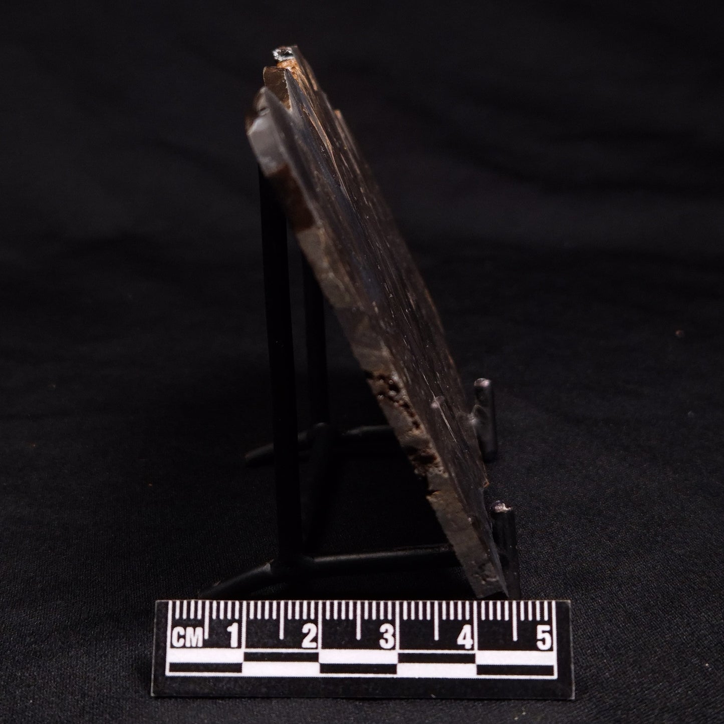 HORSE TOOTH STROMATOLITE, Devonian, Scotland ZHT002