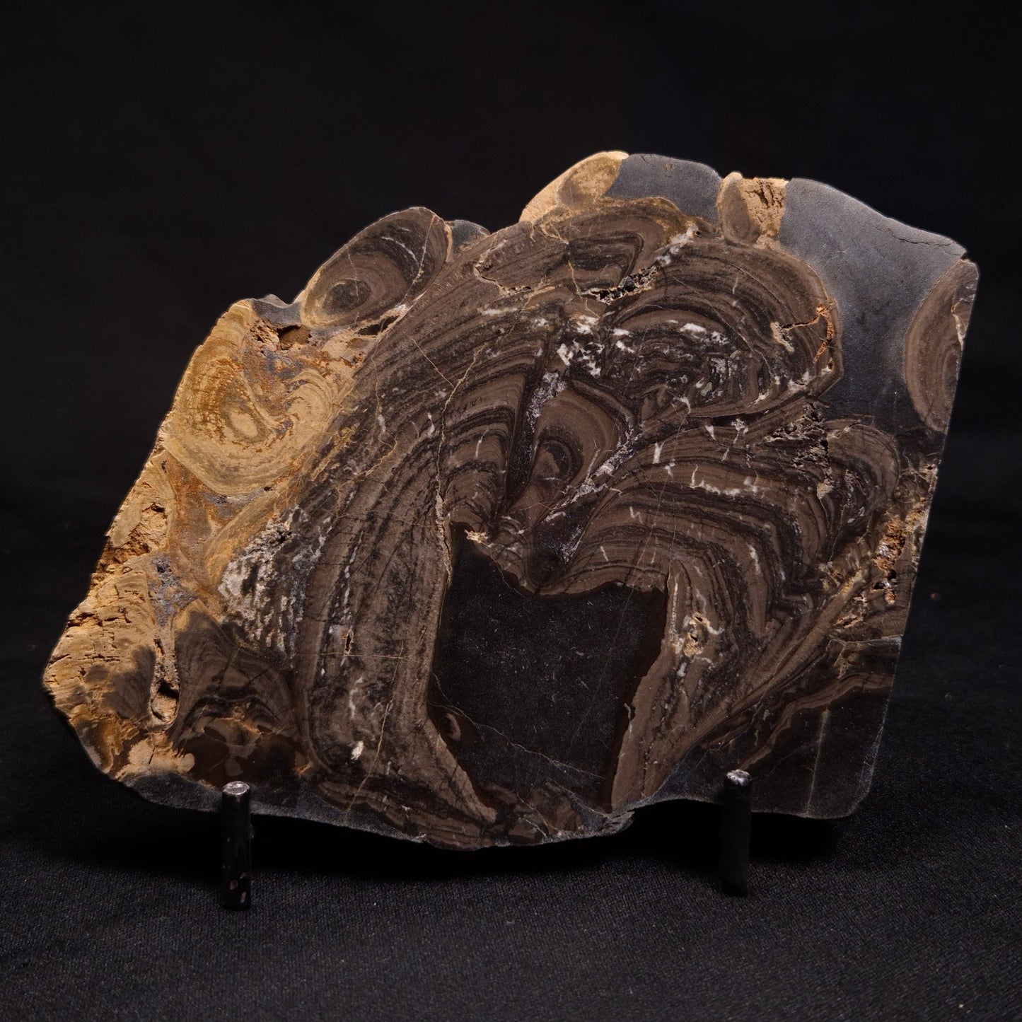 HORSE TOOTH STROMATOLITE, Devonian, Scotland ZHT003