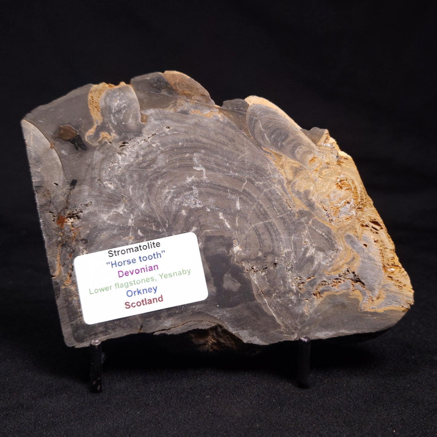 HORSE TOOTH STROMATOLITE, Devonian, Scotland ZHT003