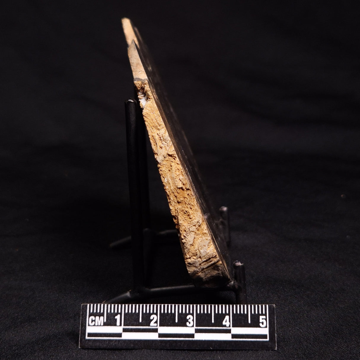 HORSE TOOTH STROMATOLITE, Devonian, Scotland ZHT003