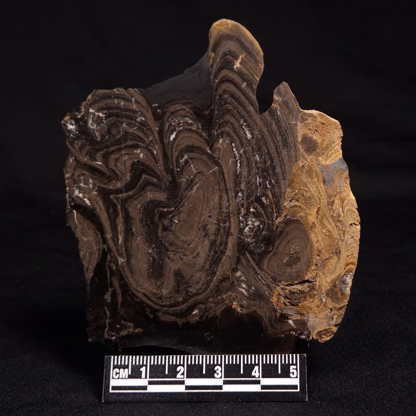 HORSE TOOTH STROMATOLITE, Devonian, Scotland ZHT005