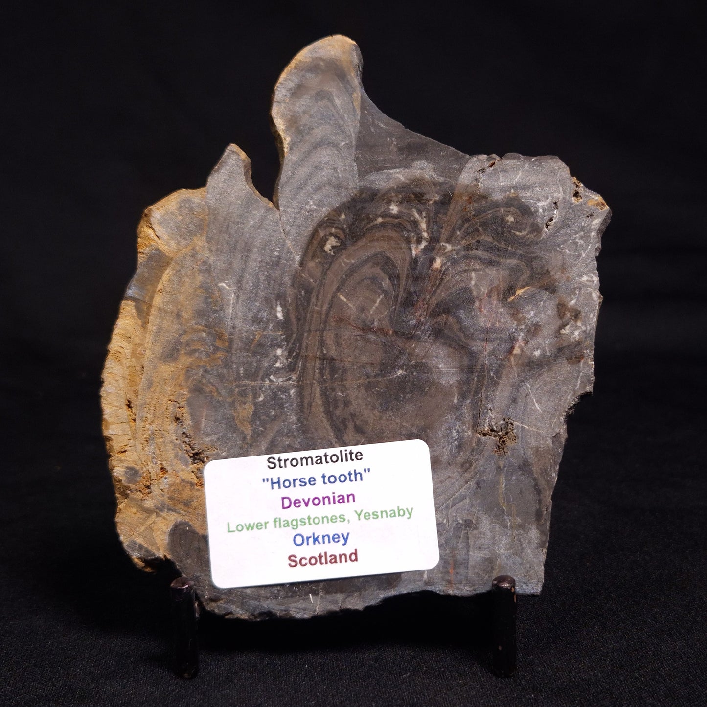 HORSE TOOTH STROMATOLITE, Devonian, Scotland ZHT005