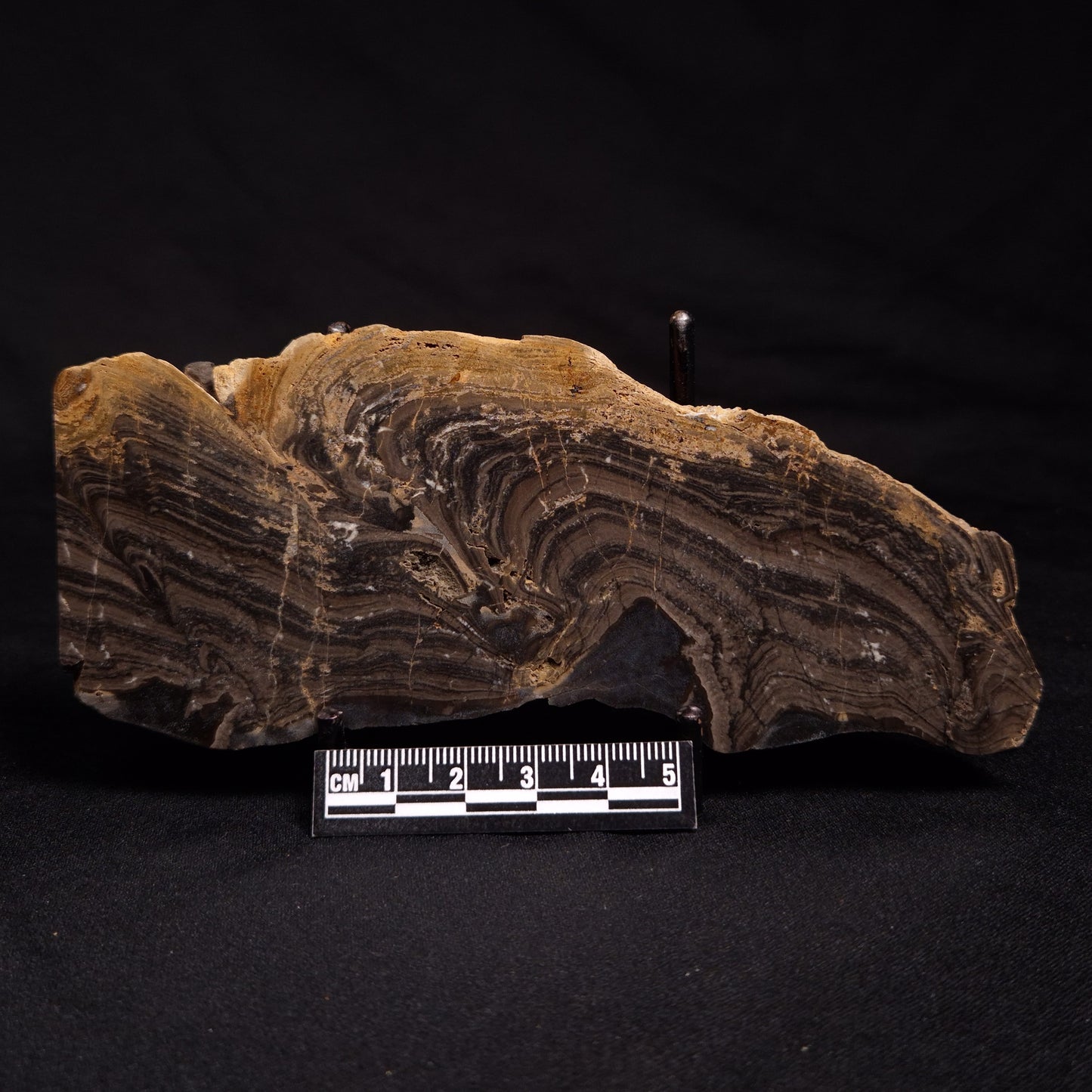 HORSE TOOTH STROMATOLITE, Devonian, Scotland ZHT006