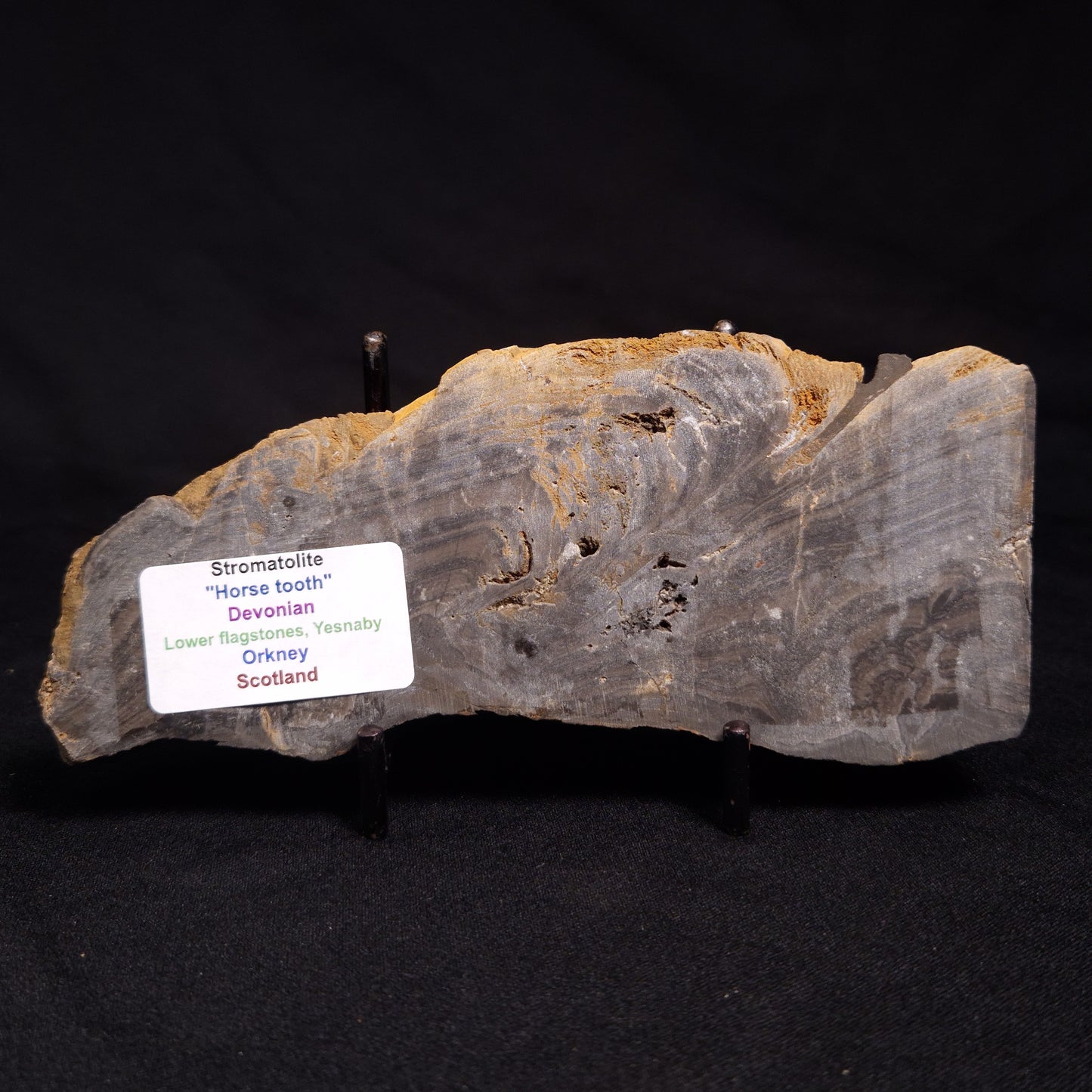 HORSE TOOTH STROMATOLITE, Devonian, Scotland ZHT006