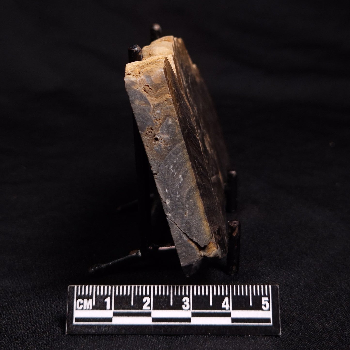 HORSE TOOTH STROMATOLITE, Devonian, Scotland ZHT006
