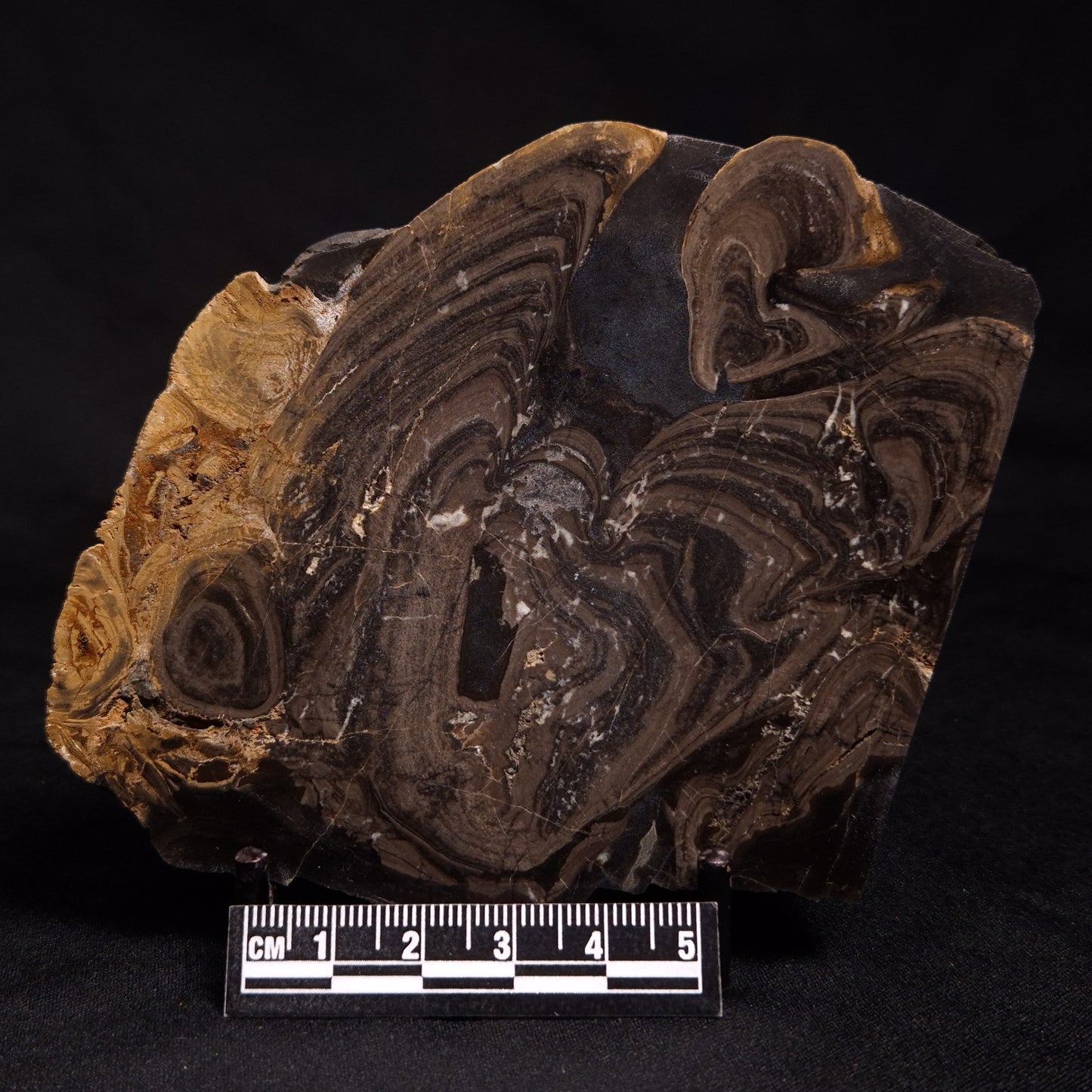 HORSE TOOTH STROMATOLITE, Devonian, Scotland ZHT007