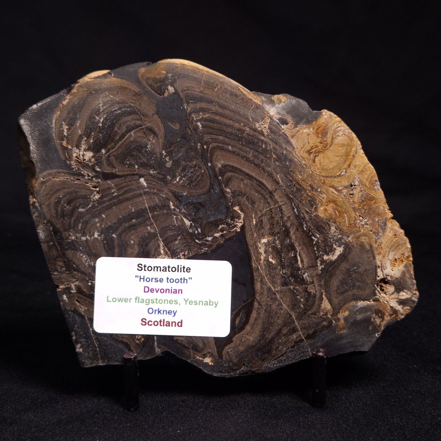 HORSE TOOTH STROMATOLITE, Devonian, Scotland ZHT007