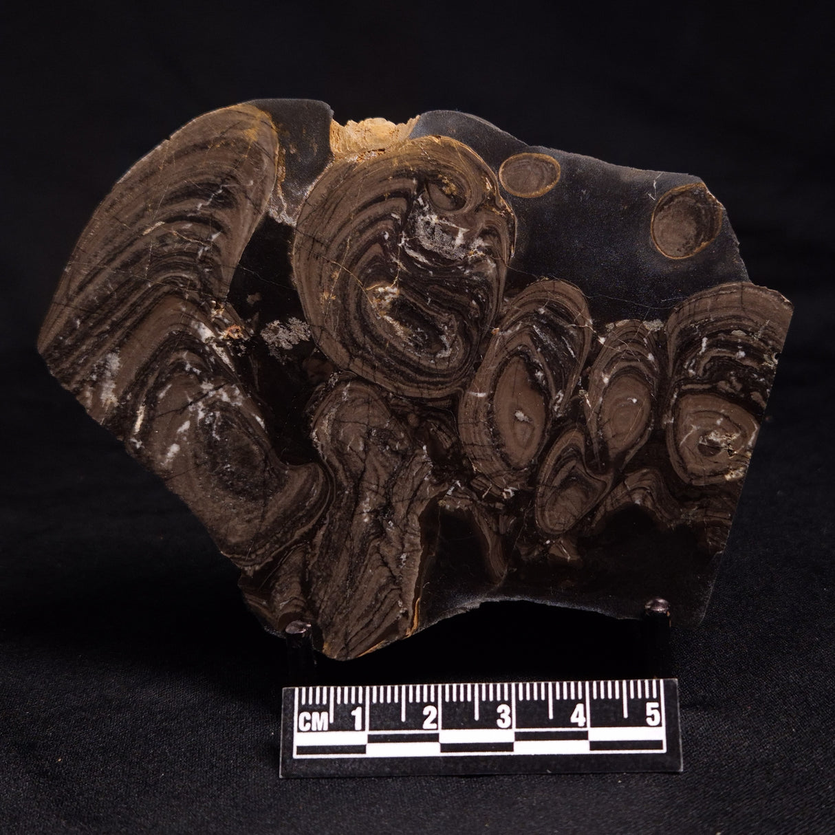 HORSE TOOTH STROMATOLITE, Devonian, Scotland ZHT008