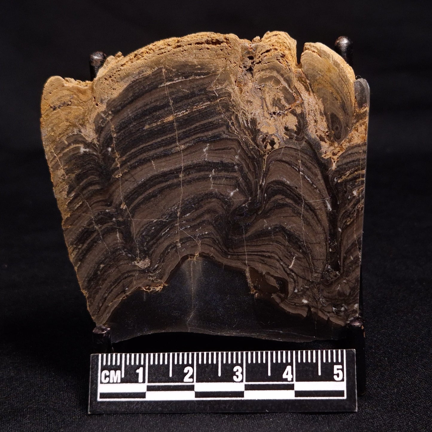 HORSE TOOTH STROMATOLITE, Devonian, Scotland ZHT009