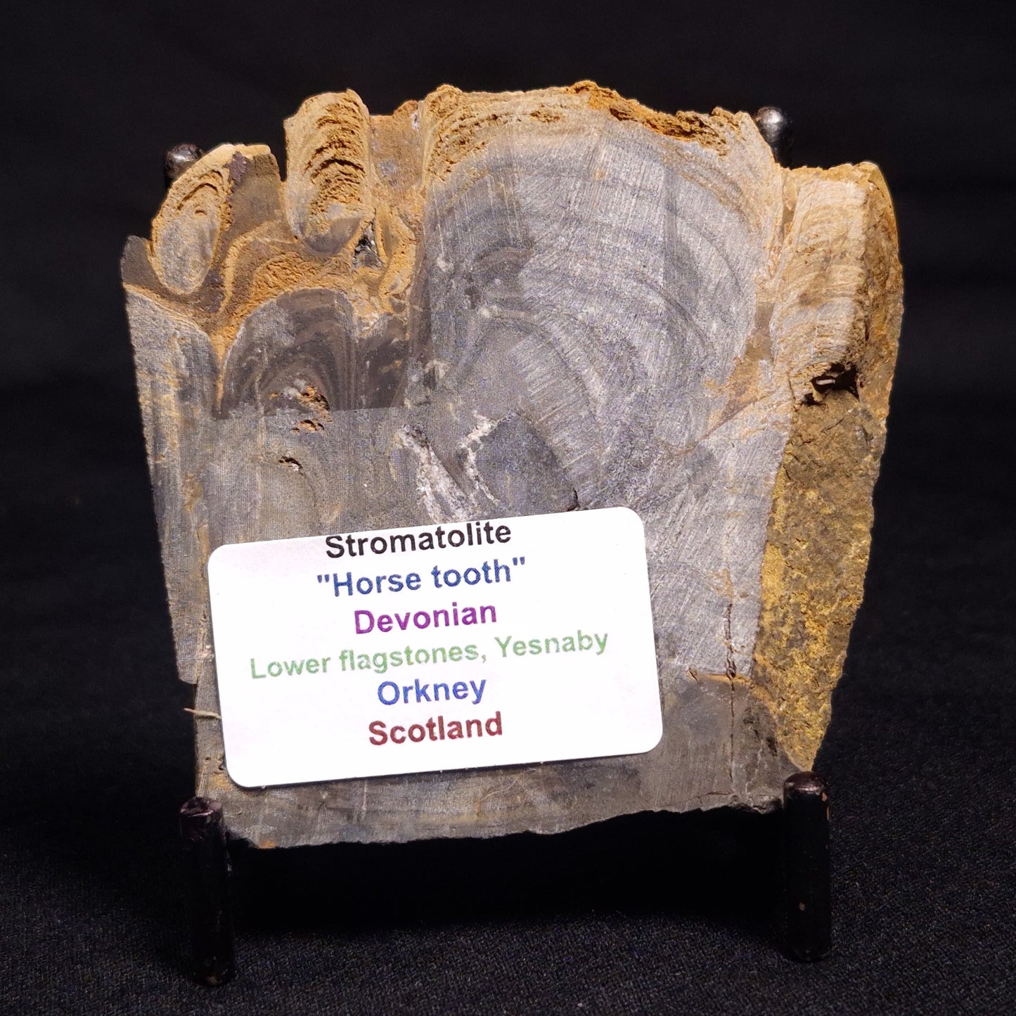 HORSE TOOTH STROMATOLITE, Devonian, Scotland ZHT009