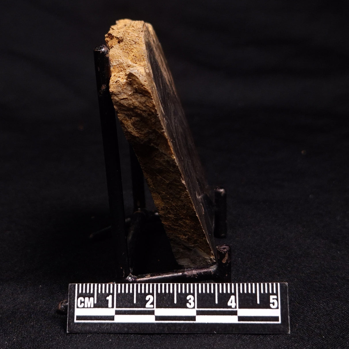 HORSE TOOTH STROMATOLITE, Devonian, Scotland ZHT009