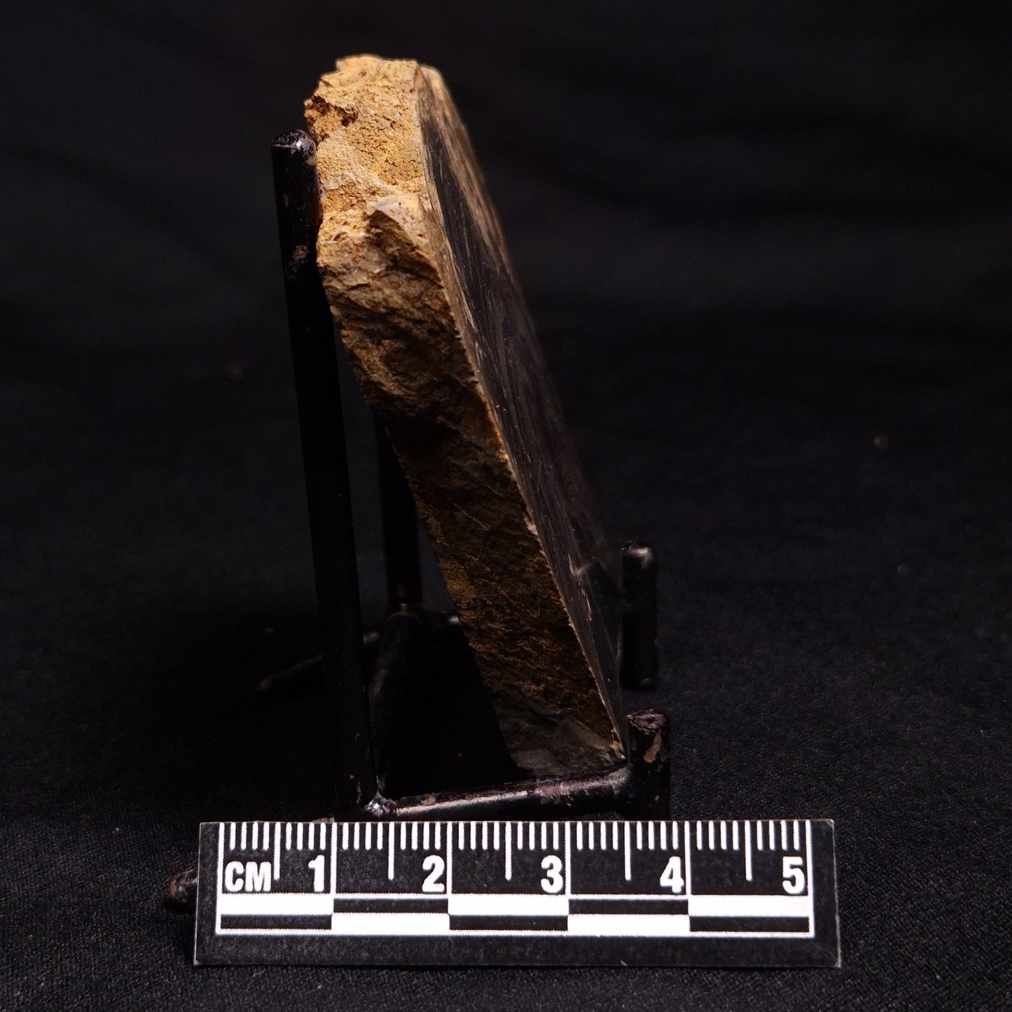 HORSE TOOTH STROMATOLITE, Devonian, Scotland ZHT009