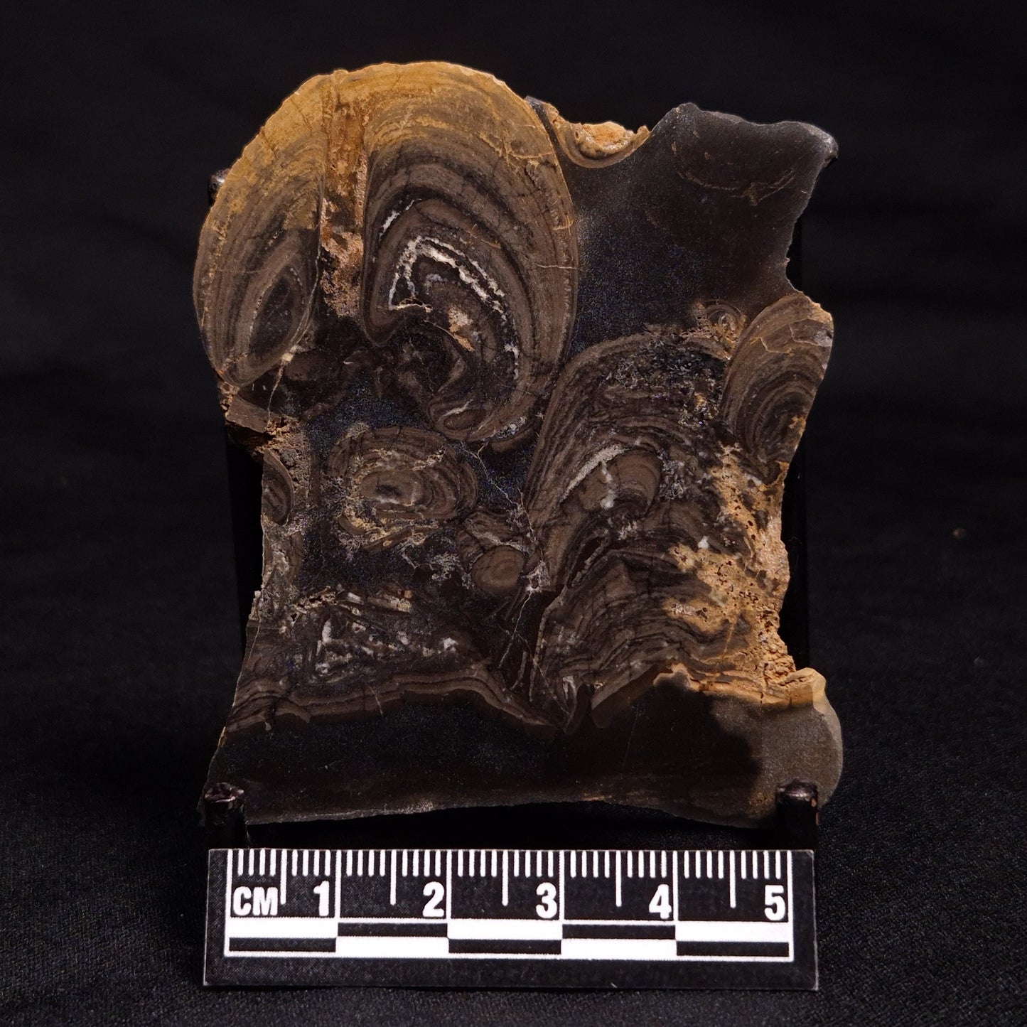 HORSE TOOTH STROMATOLITE, Devonian, Scotland ZHT010
