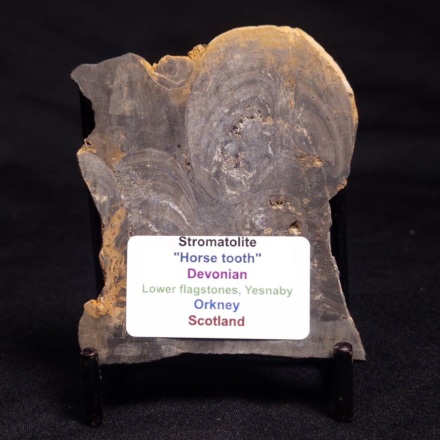 HORSE TOOTH STROMATOLITE, Devonian, Scotland ZHT010