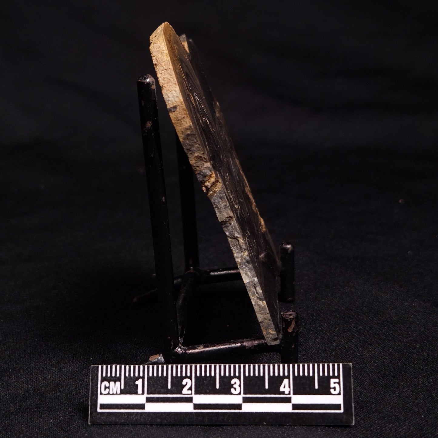 HORSE TOOTH STROMATOLITE, Devonian, Scotland ZHT010