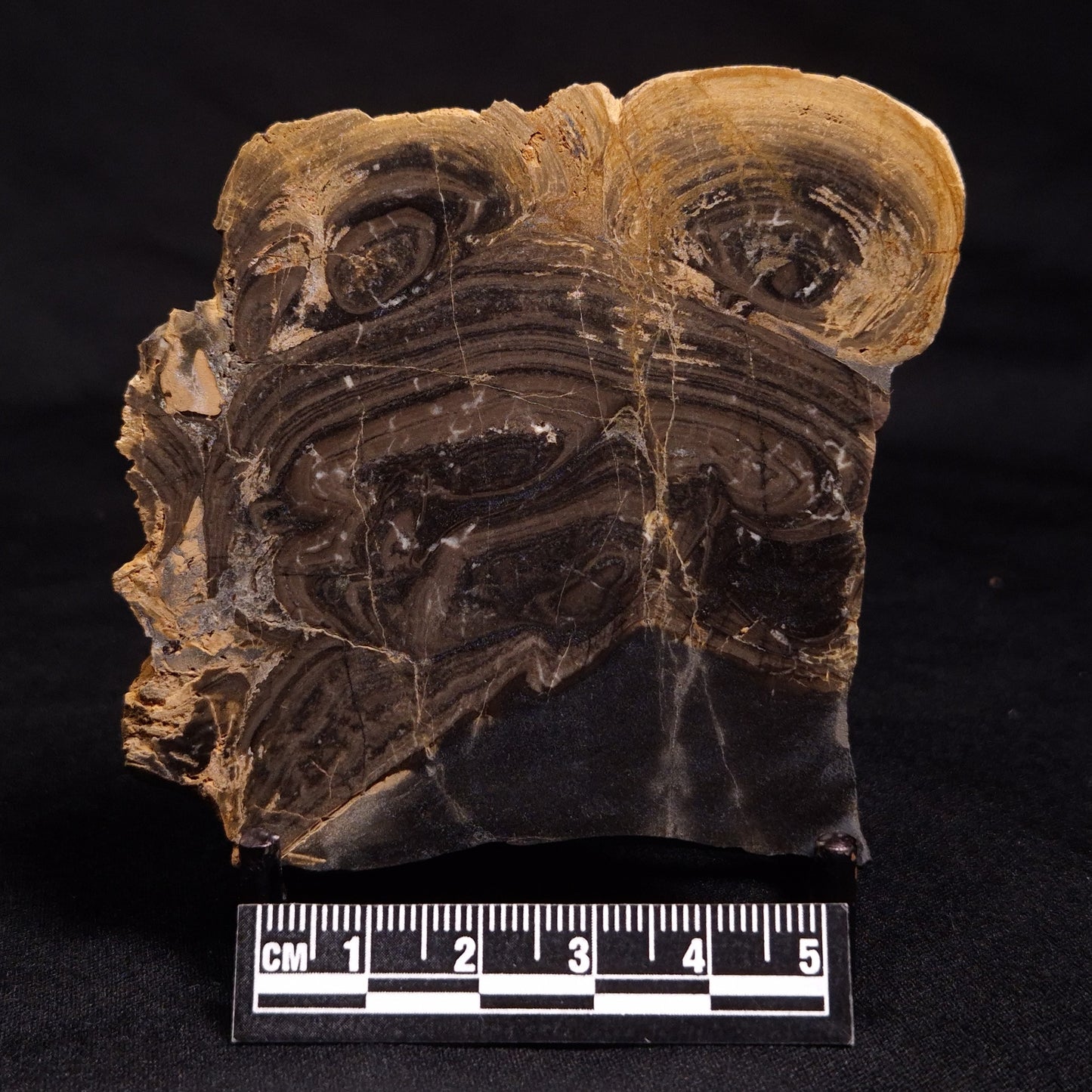 HORSE TOOTH STROMATOLITE, Devonian, Scotland ZHT011