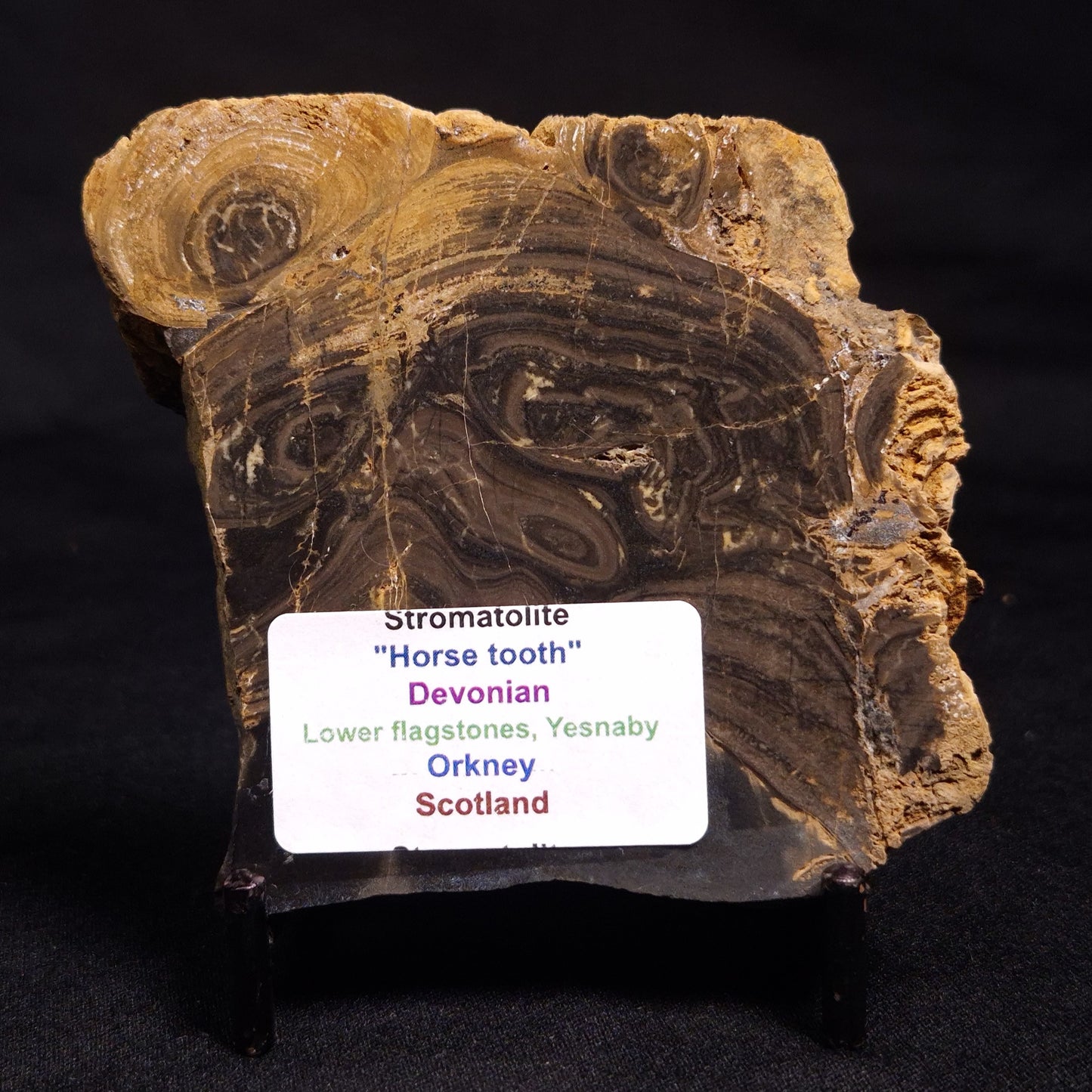 HORSE TOOTH STROMATOLITE, Devonian, Scotland ZHT011