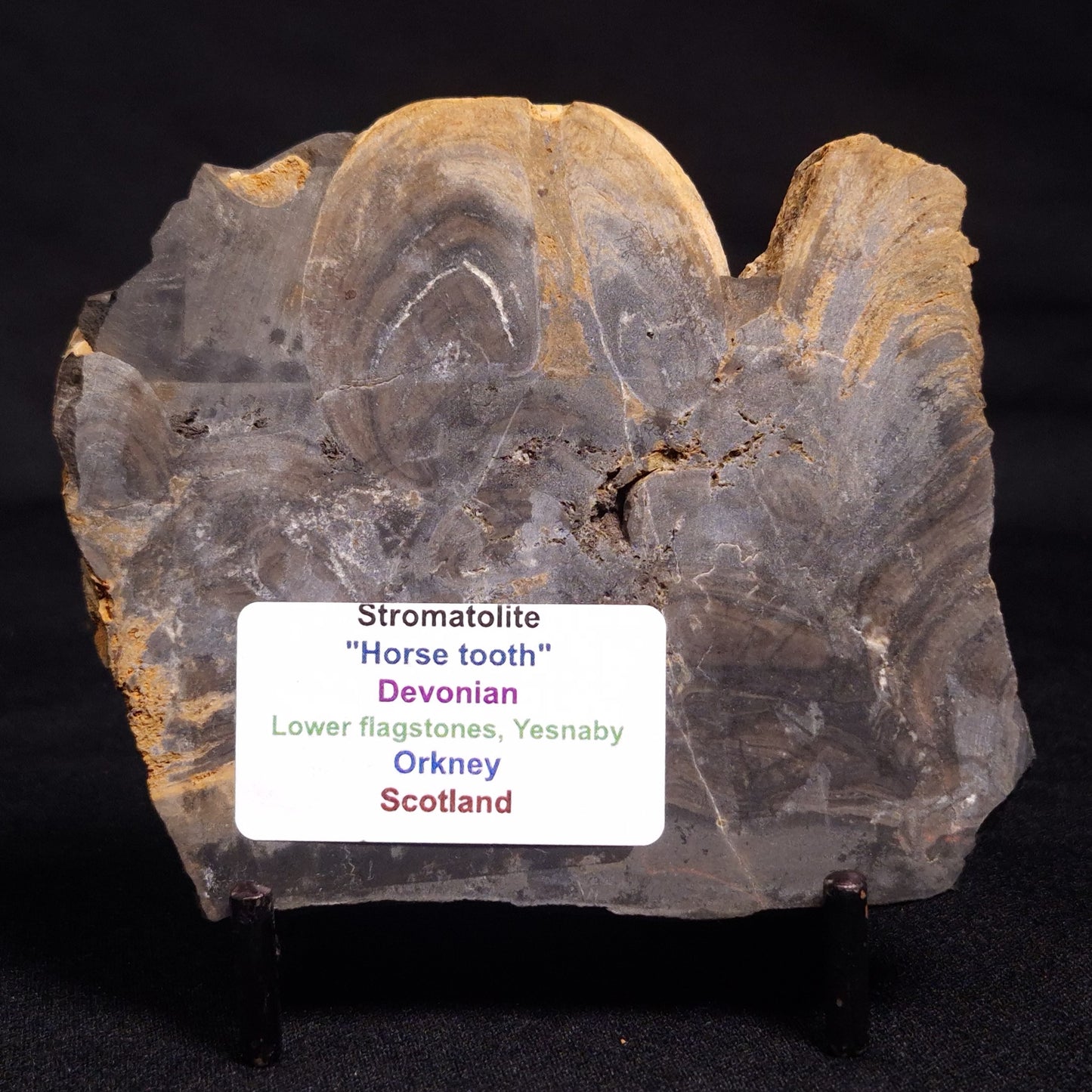 HORSE TOOTH STROMATOLITE, Devonian, Scotland ZHT012