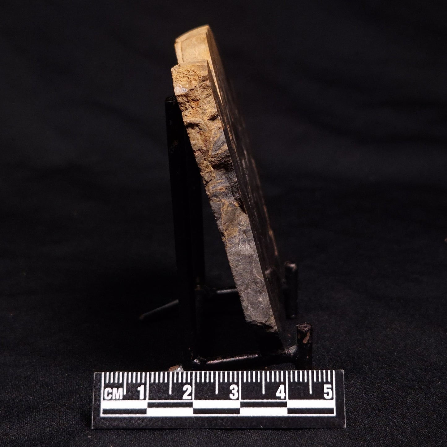 HORSE TOOTH STROMATOLITE, Devonian, Scotland ZHT012