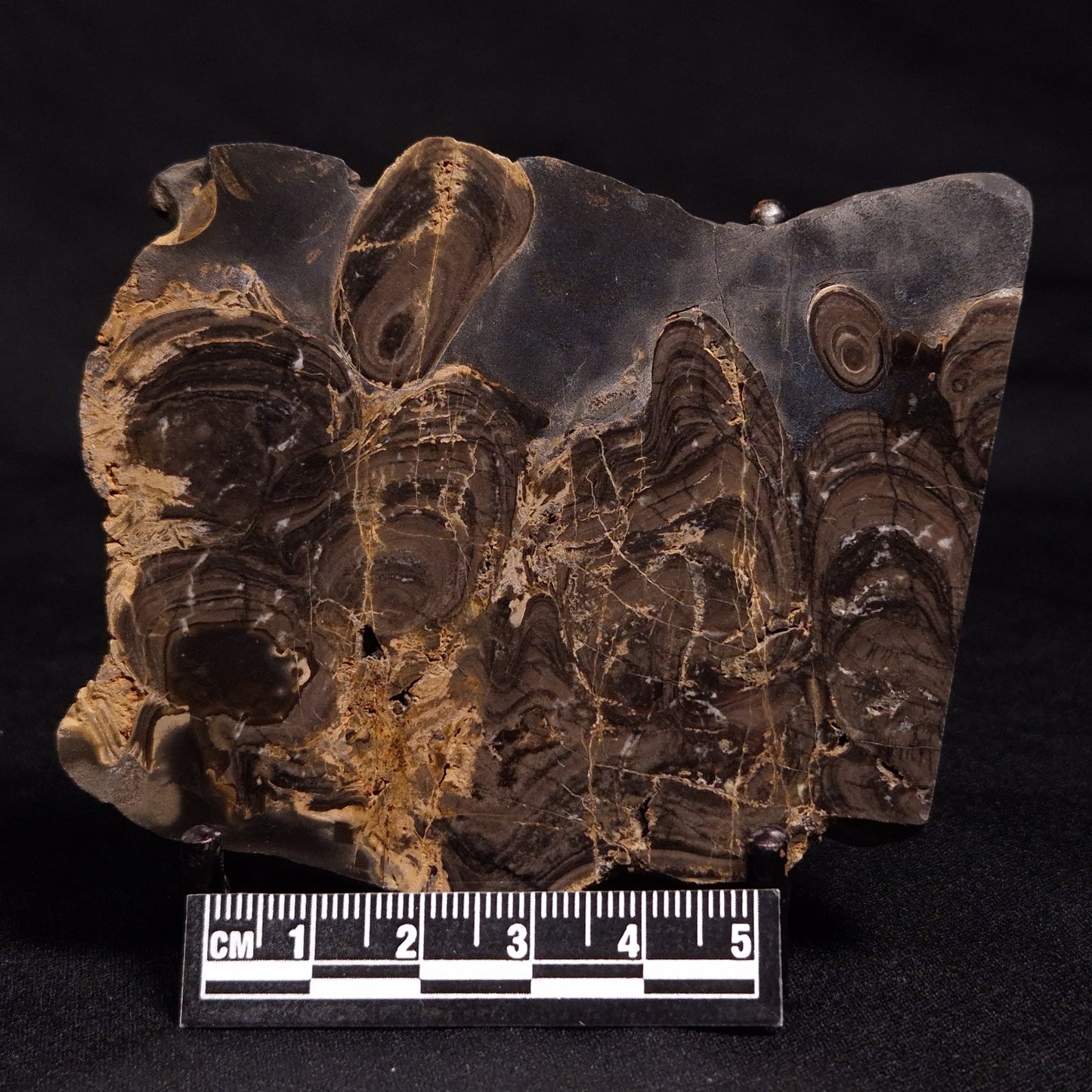 HORSE TOOTH STROMATOLITE, Devonian, Scotland ZHT013
