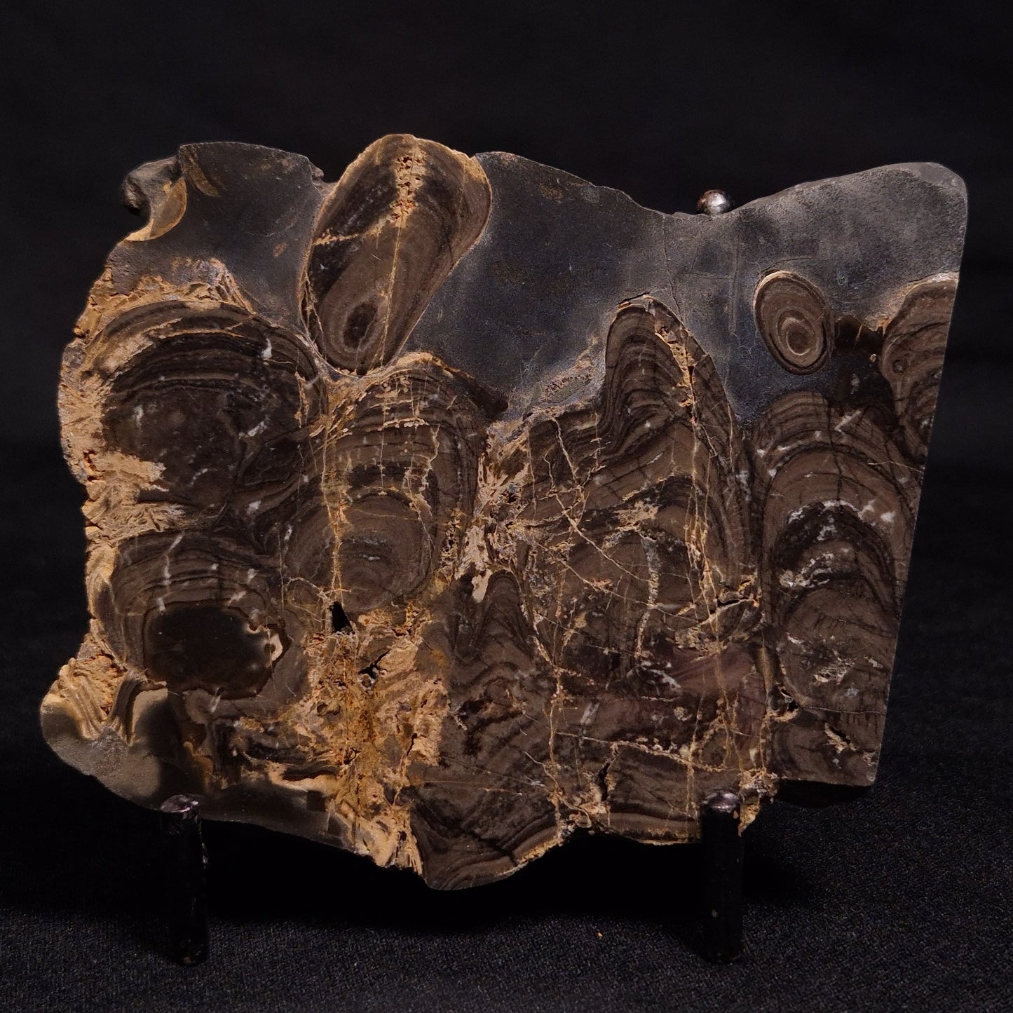 HORSE TOOTH STROMATOLITE, Devonian, Scotland ZHT013