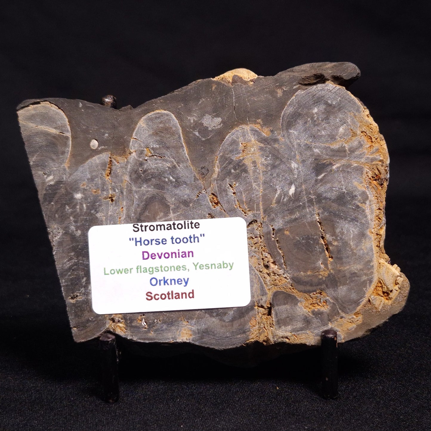 HORSE TOOTH STROMATOLITE, Devonian, Scotland ZHT013