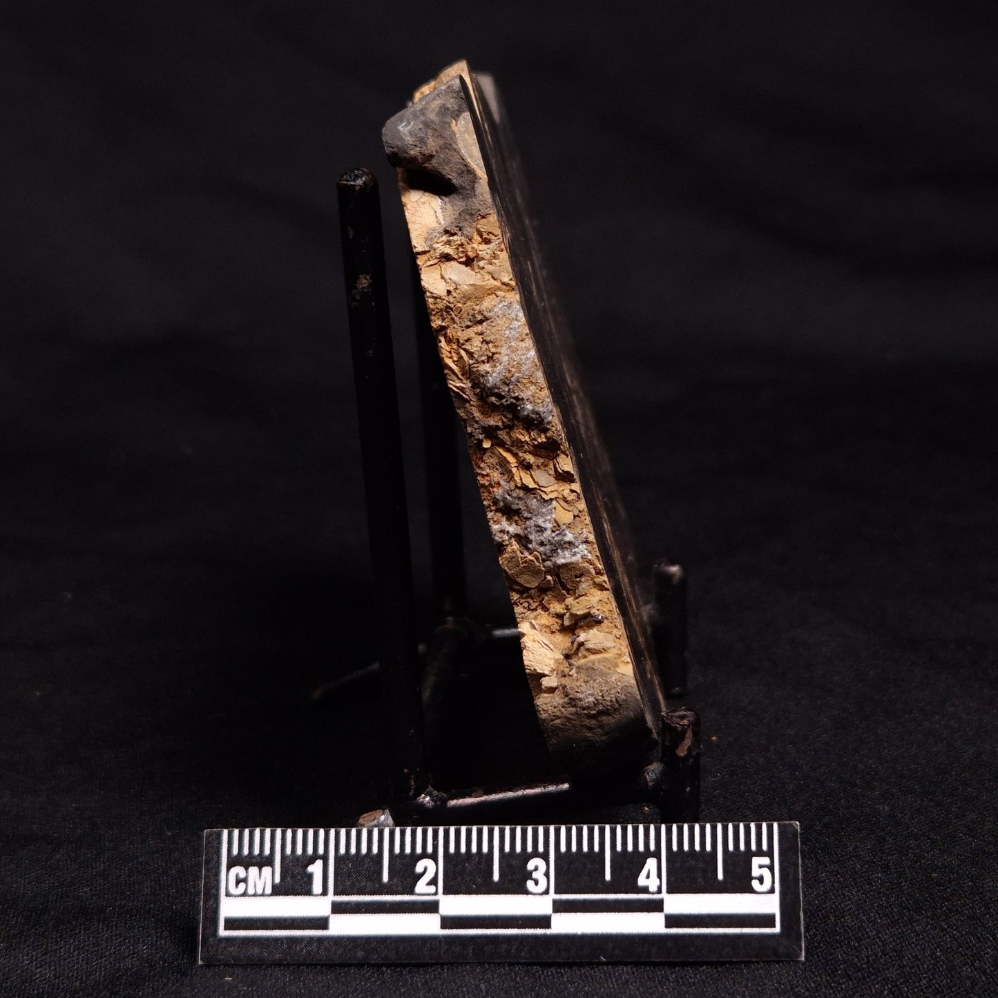 HORSE TOOTH STROMATOLITE, Devonian, Scotland ZHT013