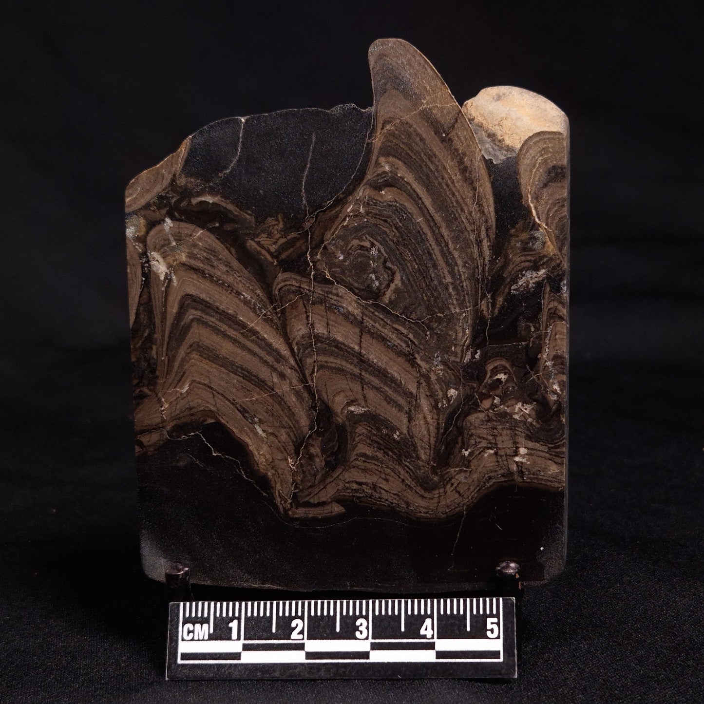 HORSE TOOTH STROMATOLITE, Devonian, Scotland ZHT014