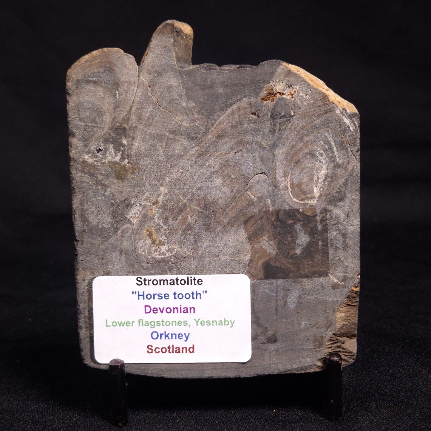 HORSE TOOTH STROMATOLITE, Devonian, Scotland ZHT014