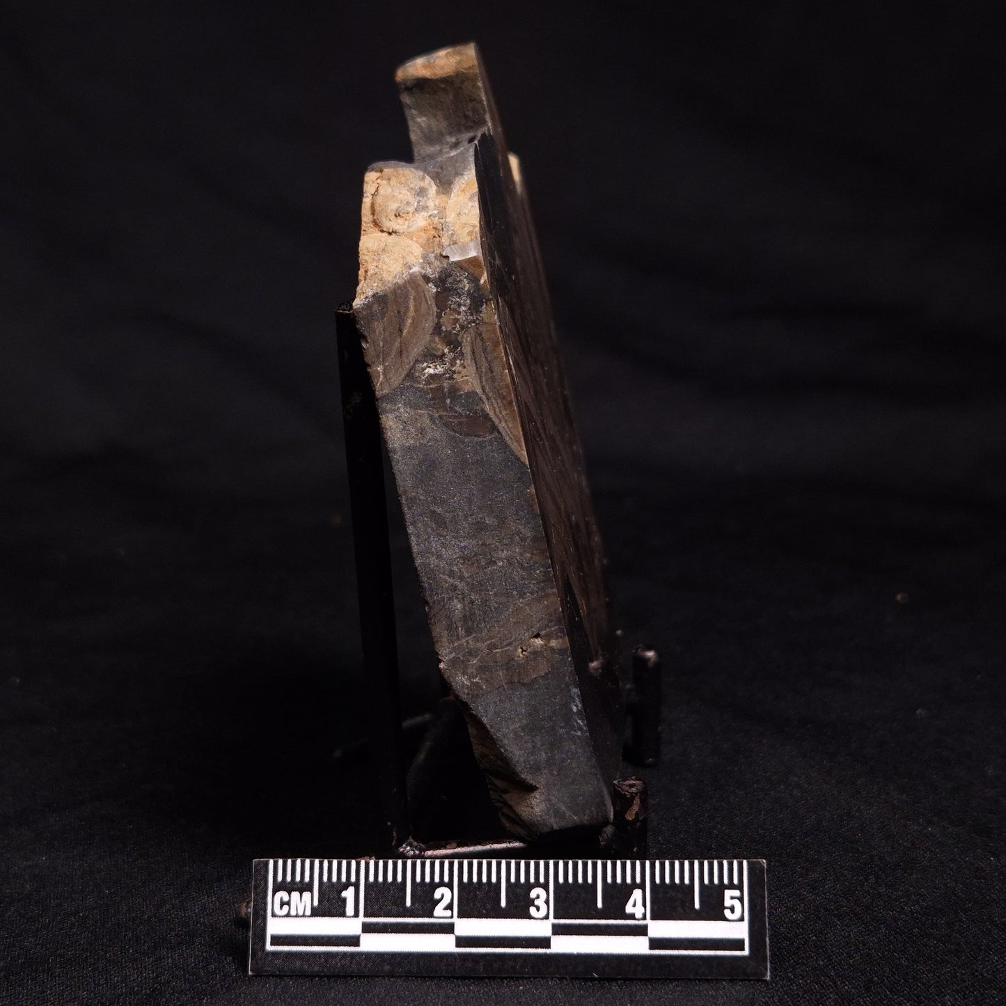 HORSE TOOTH STROMATOLITE, Devonian, Scotland ZHT014