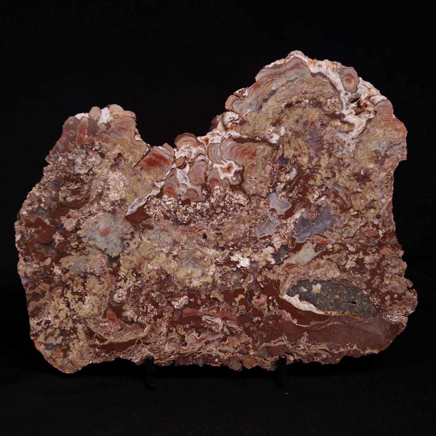 MADIGANITES MAWSONI STROMATOLITE, Cambrian, Australia ZMM023